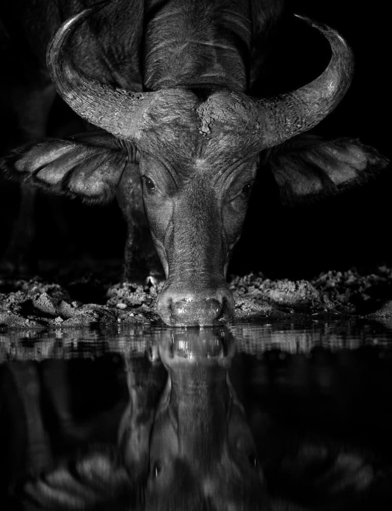 African Buffalo Reflection by Jaco Marx — canvas wall art
