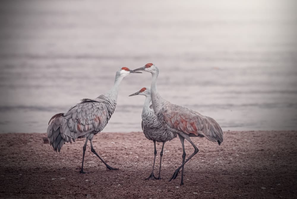 Sandhill Crane Trio by Robert Zhang — canvas wall art