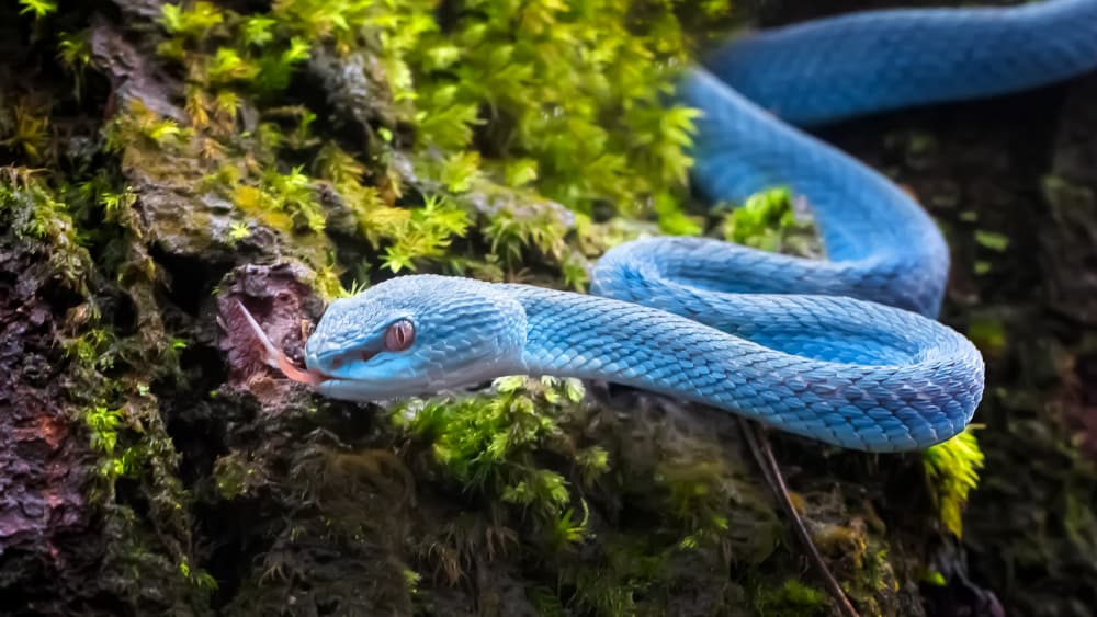 Blue Jungle Viper by Fauzan Maududdin — canvas wall art