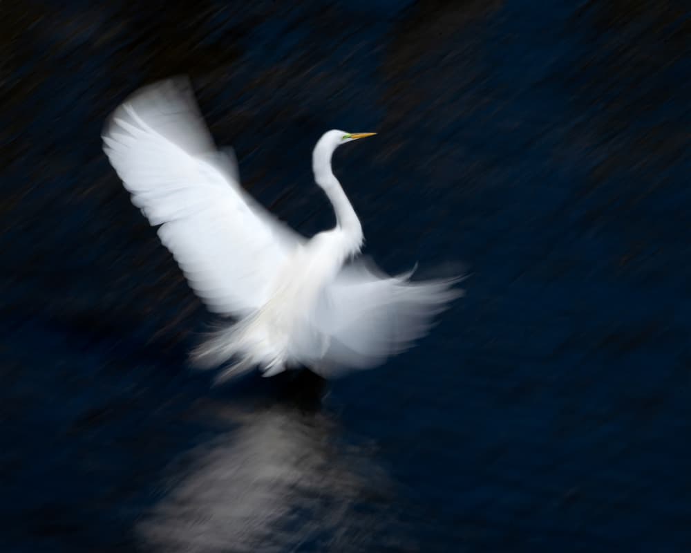 White Egret In Motion by John Fan — canvas wall art
