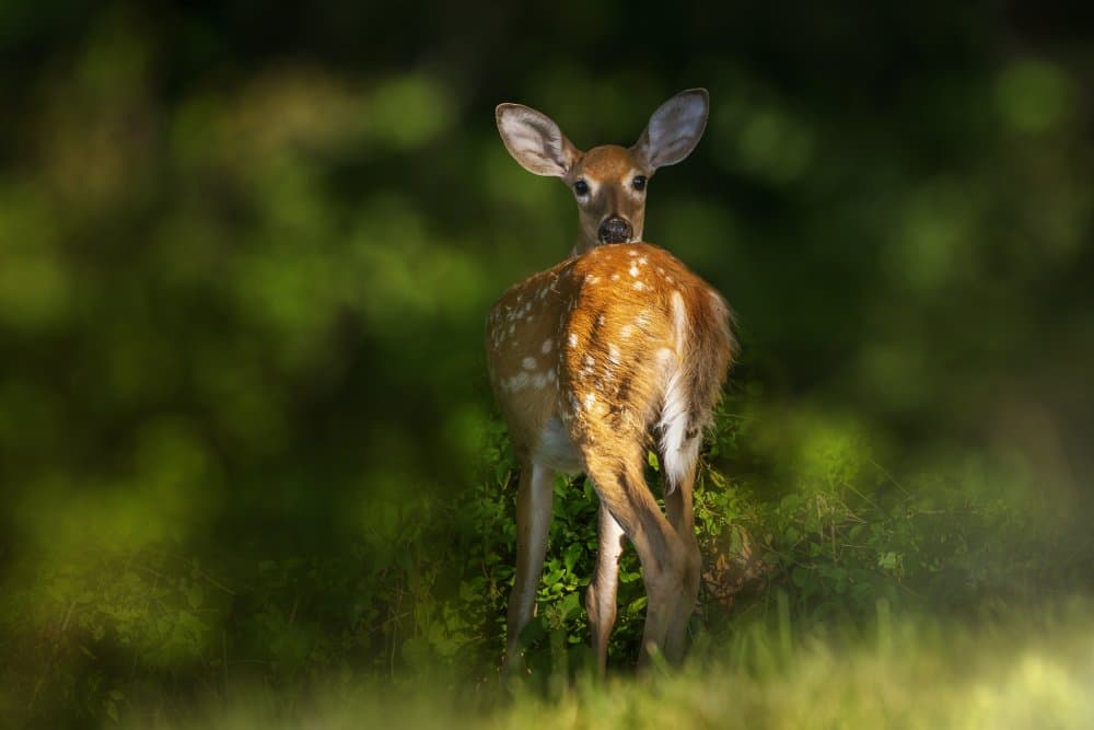 Curious Fawn Looking Back by Jacob (Jian) Xu — canvas wall art