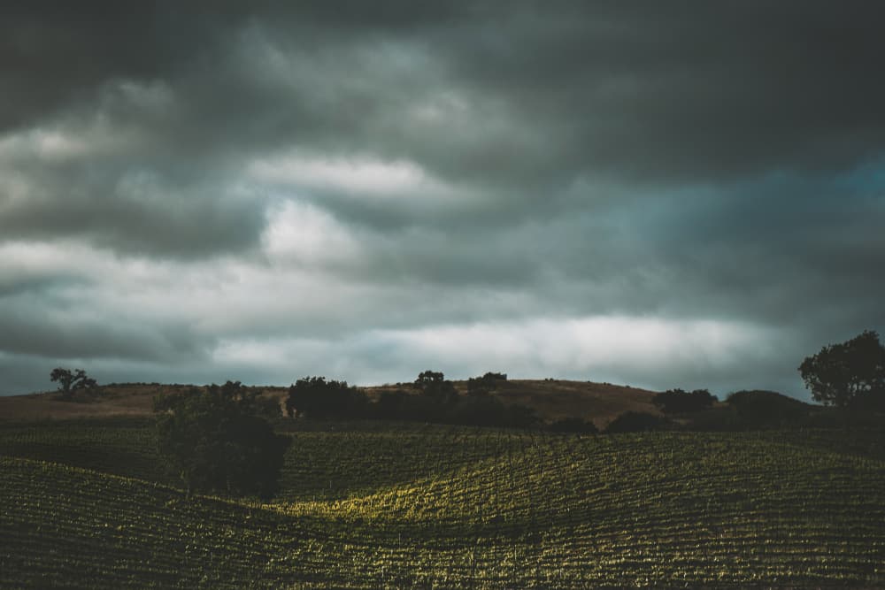 Moody Vineyard Landscape by Tim Mossholder — canvas wall art