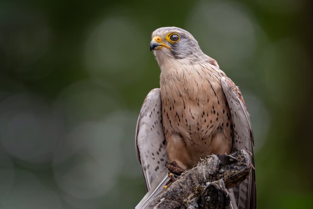 Watchful Kestrel Perched by Sebastian Graf — canvas wall art
