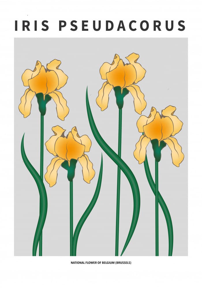 Yellow Iris Pseudacorus by Paperago — canvas wall art