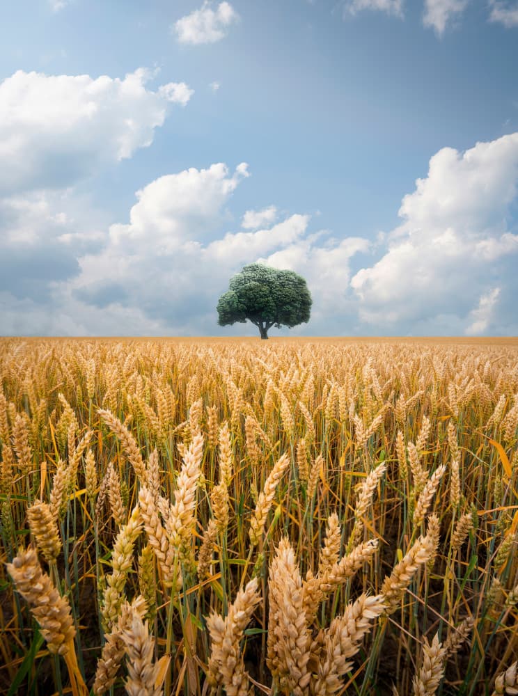 Golden Wheat Lone Tree by Christian Lindsten — canvas wall art