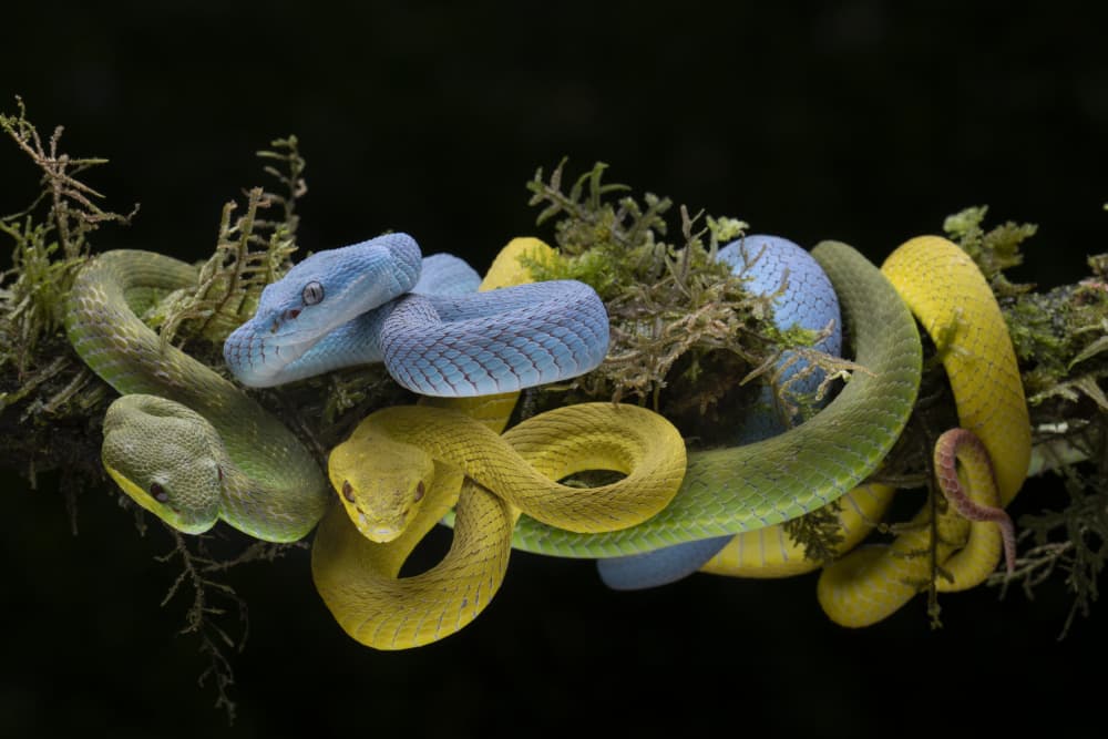 Vibrant Pit Vipers by Ajar Setiadi — canvas wall art