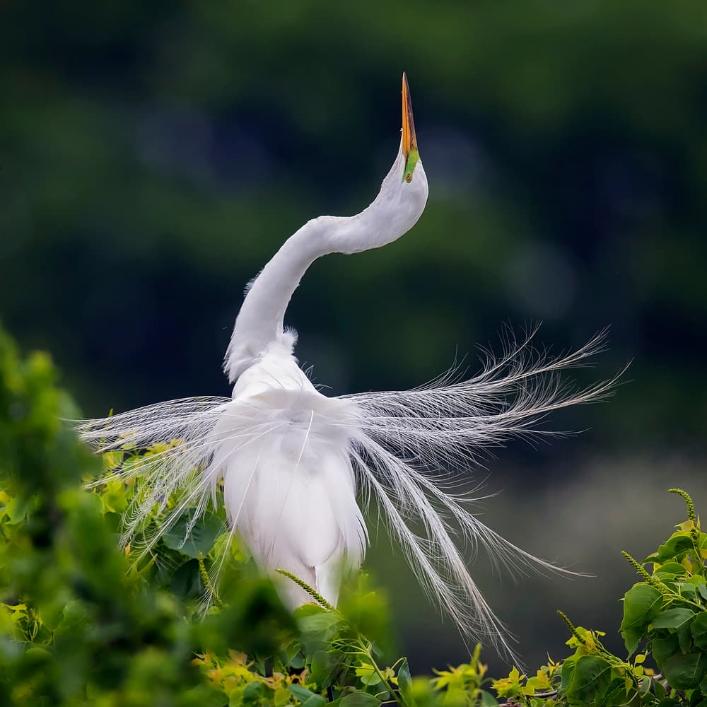 Graceful Egret Display by David H Yang — canvas wall art