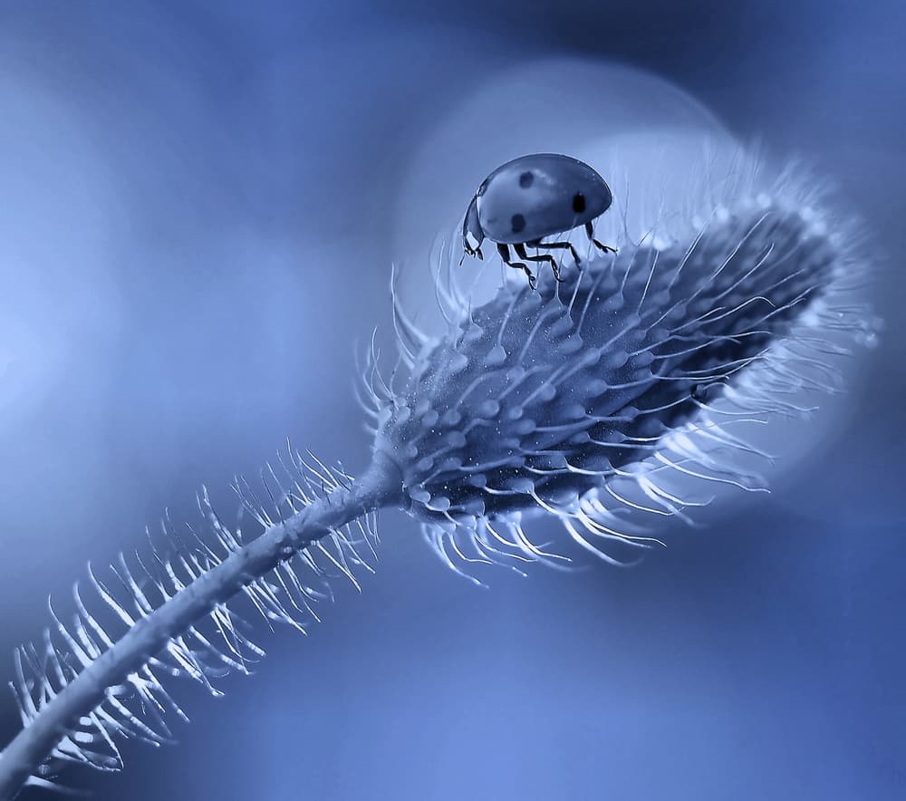 Serene Blue Ladybug by Thierry Dufour — canvas wall art