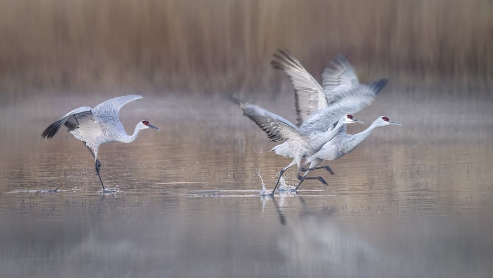 Sandhill Cranes Taking Flight by Qing Zhao — canvas wall art