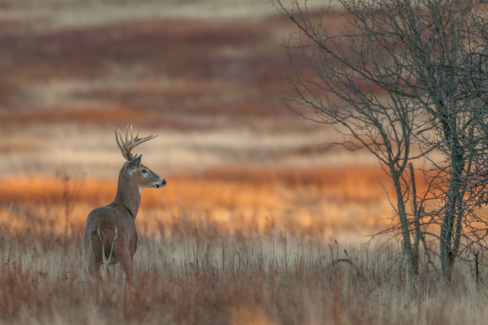 Golden Hour Buck by Nick Kalathas — canvas wall art