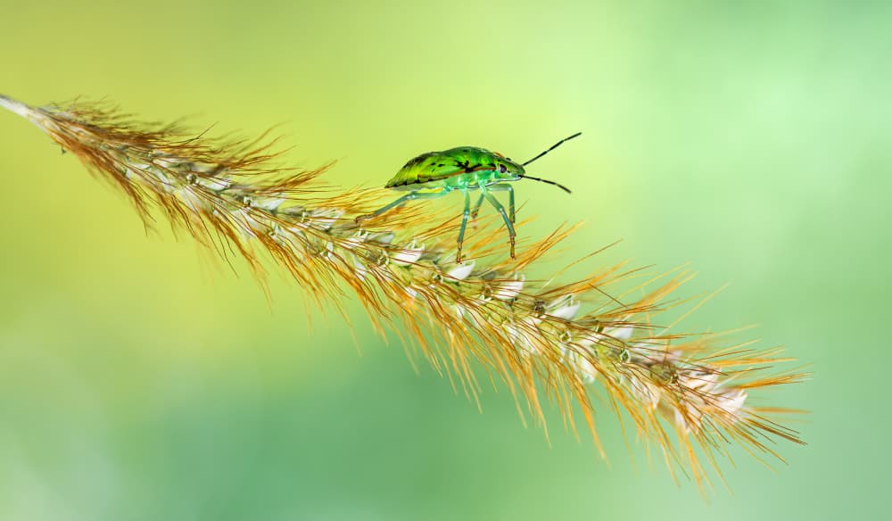 Green Insect on Grass by Atul Saluja — canvas wall art