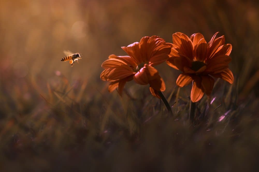 Golden Hour Pollinator by Edy Pamungkas — canvas wall art
