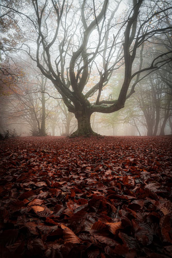 Misty Autumn Tree by Sergio Barboni — canvas wall art