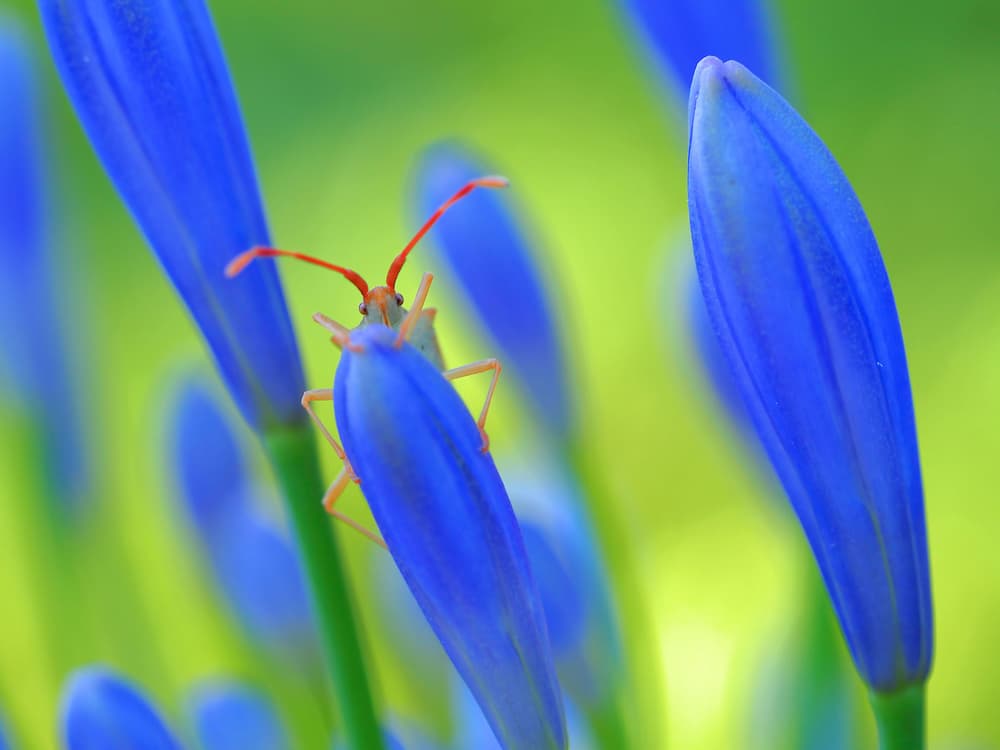 Curious Bug Blue Bud by Thierry Dufour — canvas wall art