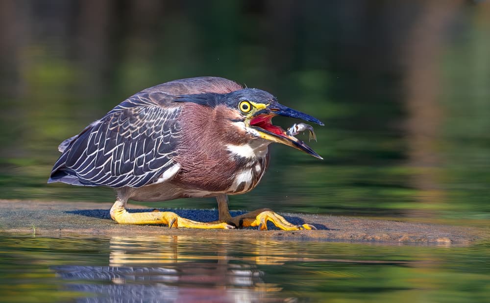 Green Heron Catches Fish by Ning Lin — canvas wall art