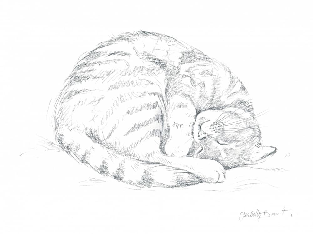 Sleeping Cat Drawing by Isabelle Brent — canvas wall art