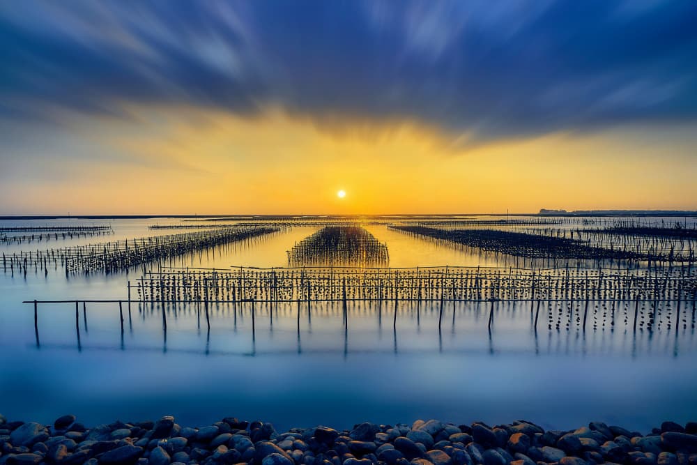 Golden Oyster Farm Sunset by MingLun Tsai (蔡明倫) — canvas wall art