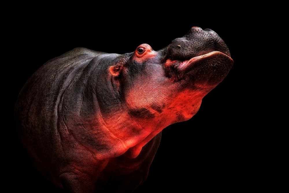 Red Glow Hippo by Antje Wenner-Braun — canvas wall art