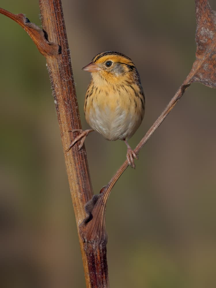 Yellow Perched Sparrow by Jacob (Jian) Xu — canvas wall art