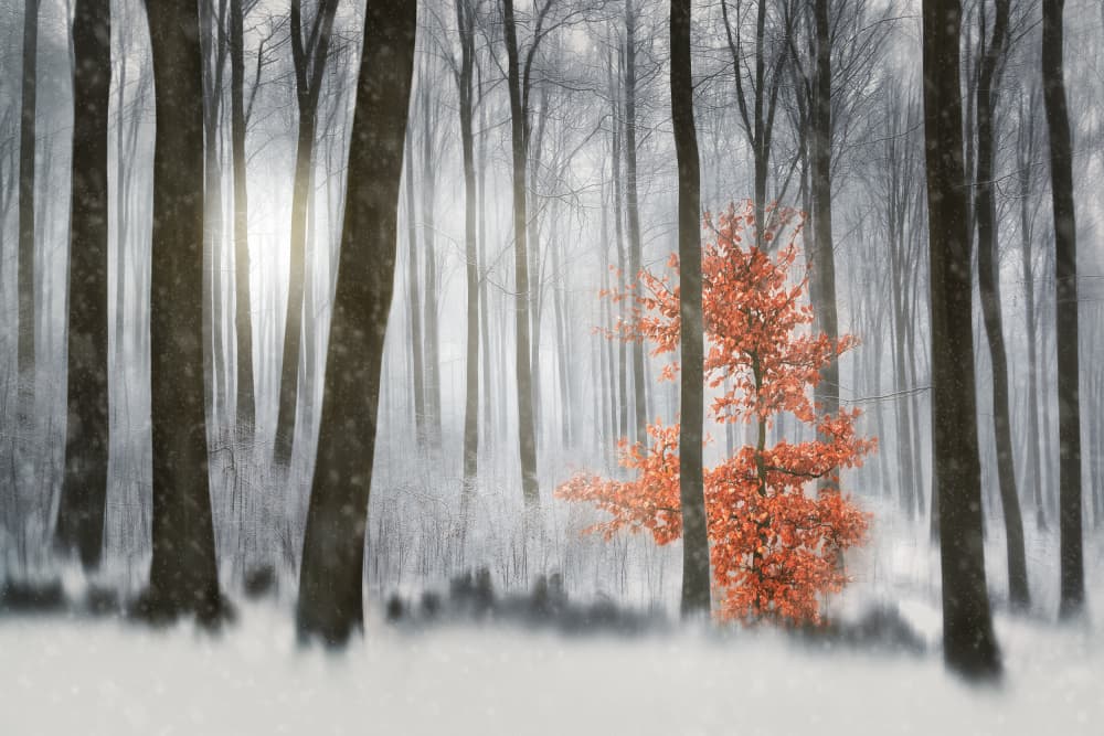 Orange Tree Winter Forest by Gustav Davidsson — canvas wall art