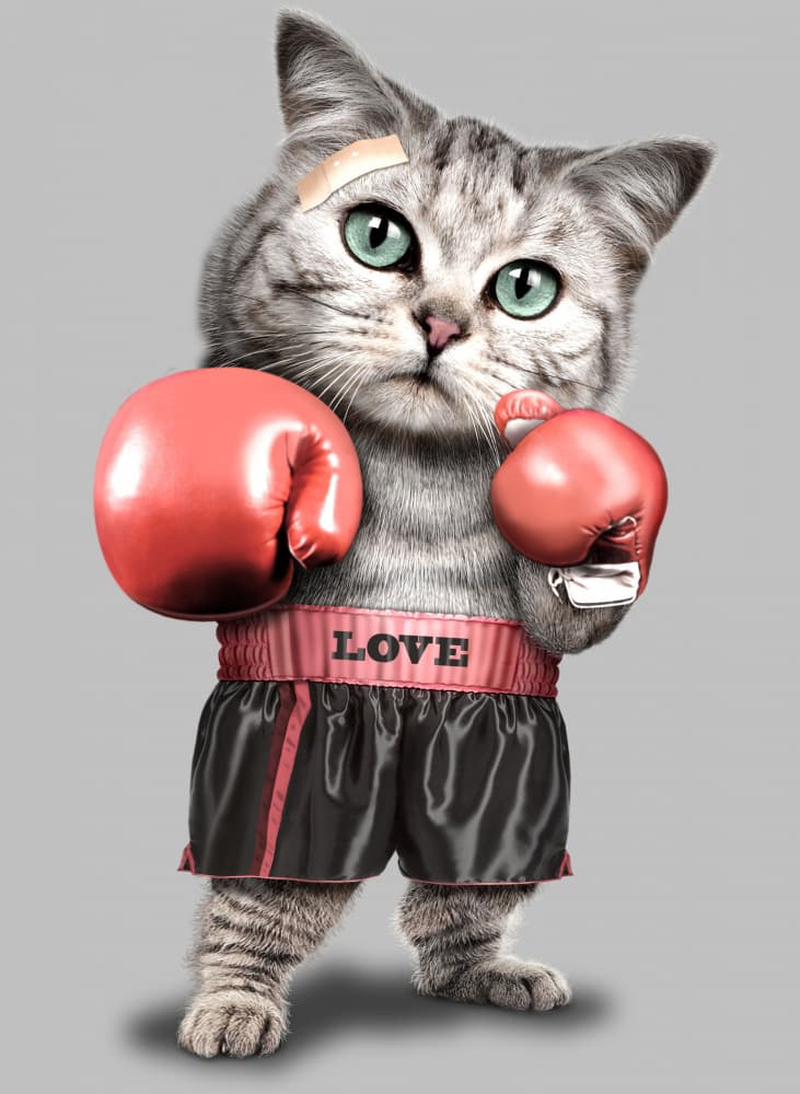 Love Champion Cat by Adam Lawless — canvas wall art