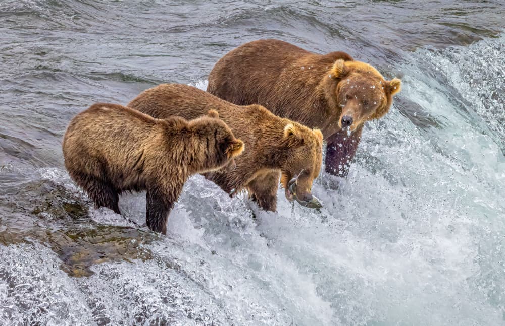 Wild Bears Catching Salmon by Ning Lin — canvas wall art