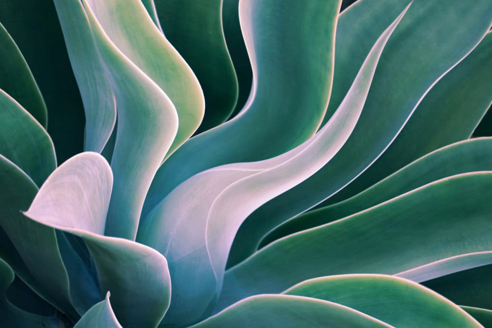 Organic Agave Curves by Robin Wechsler — canvas wall art
