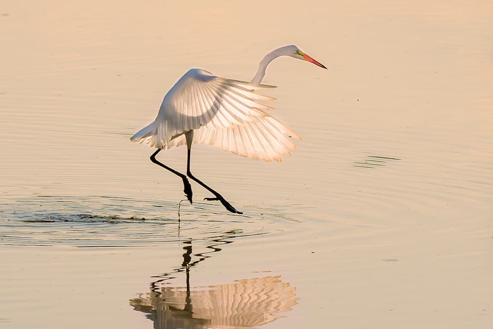 Egret's Golden Ascent by Rob Li — canvas wall art