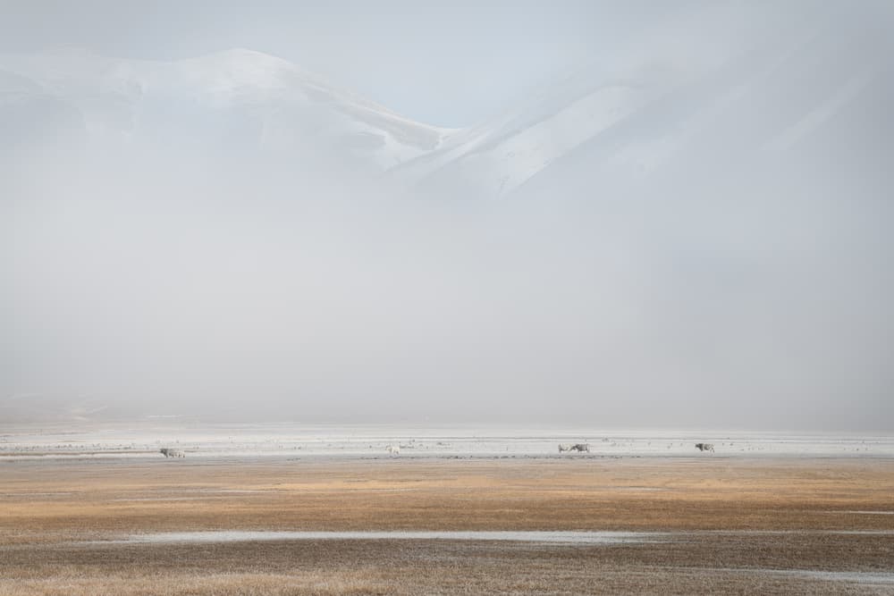 Misty Mountain Horses by Roberto Marchegiani — canvas wall art