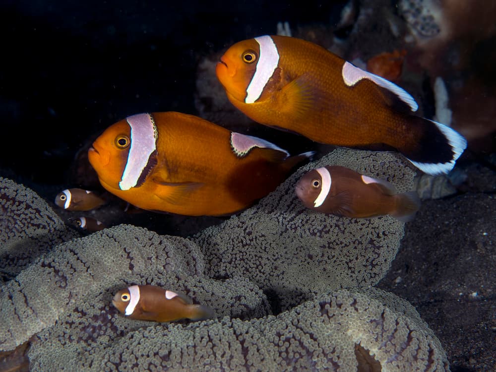 Clownfish Family Underwater by Ilan Ben Tov — canvas wall art