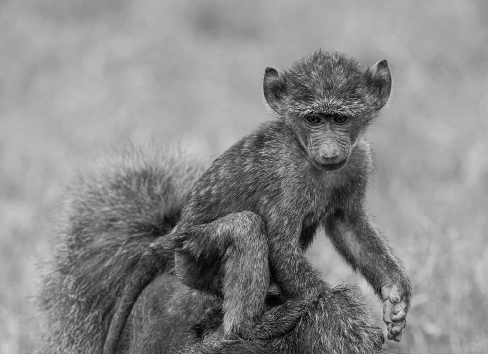 Curious Baby Baboon by Hamza Qarooni — canvas wall art