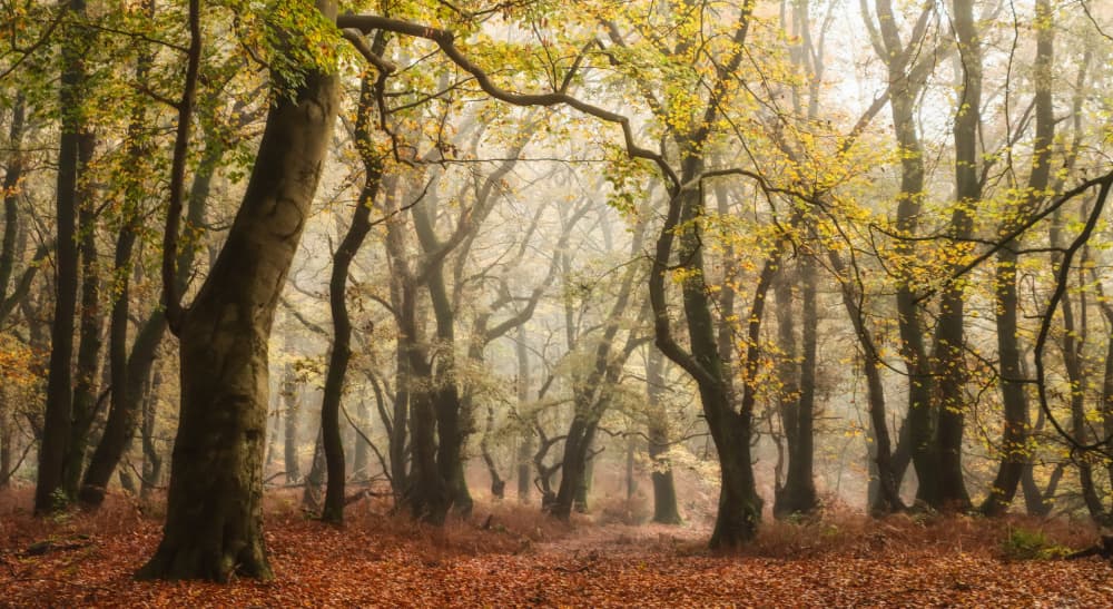 Misty Autumn Forest by Hilda van der Lee — canvas wall art