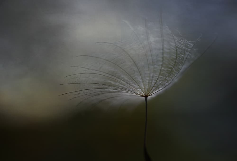 Delicate Dandelion Fluff by Lotte Grønkjær — canvas wall art
