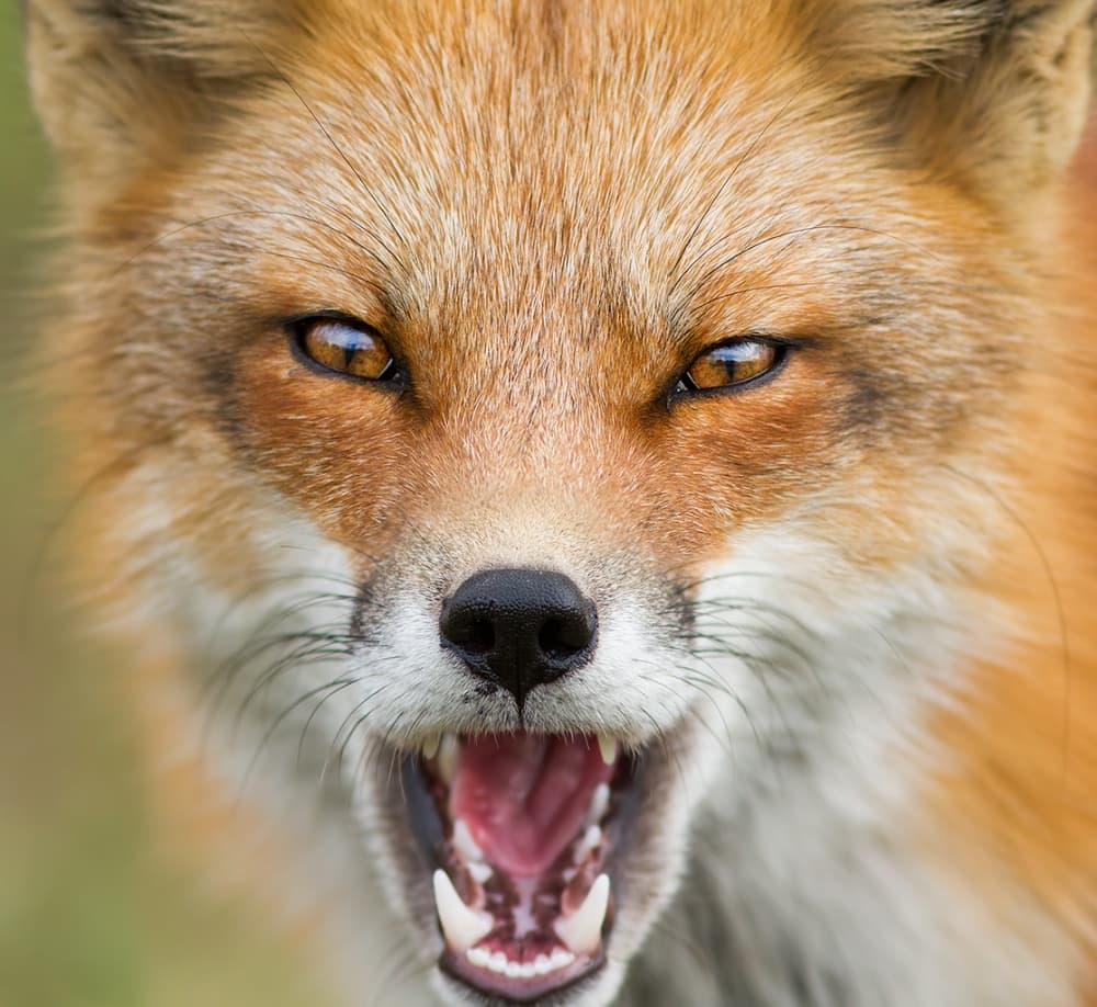 Wild Fox Snarl by Mircea Costina — canvas wall art