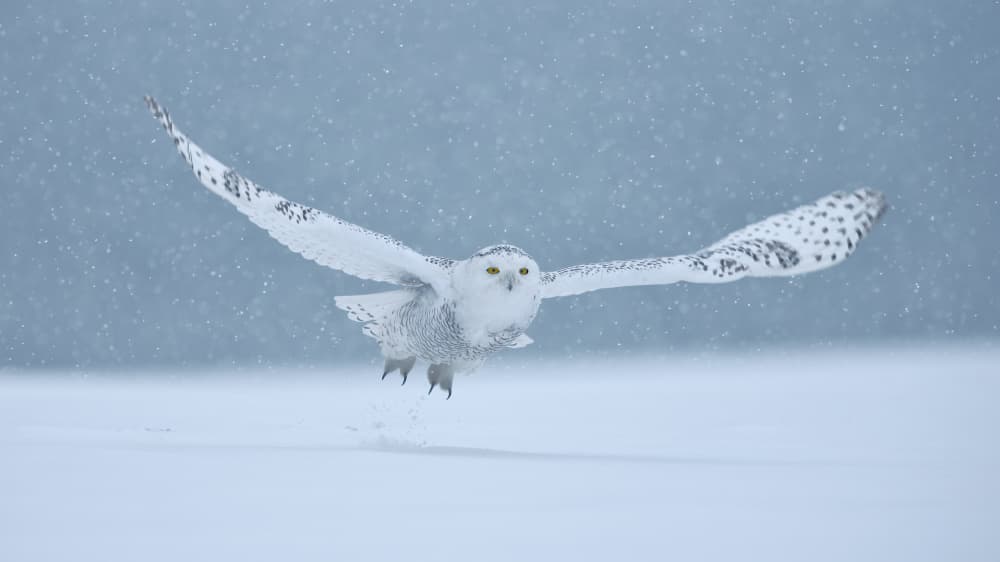 Snowy Owl In Flight by Gavin Lam — canvas wall art