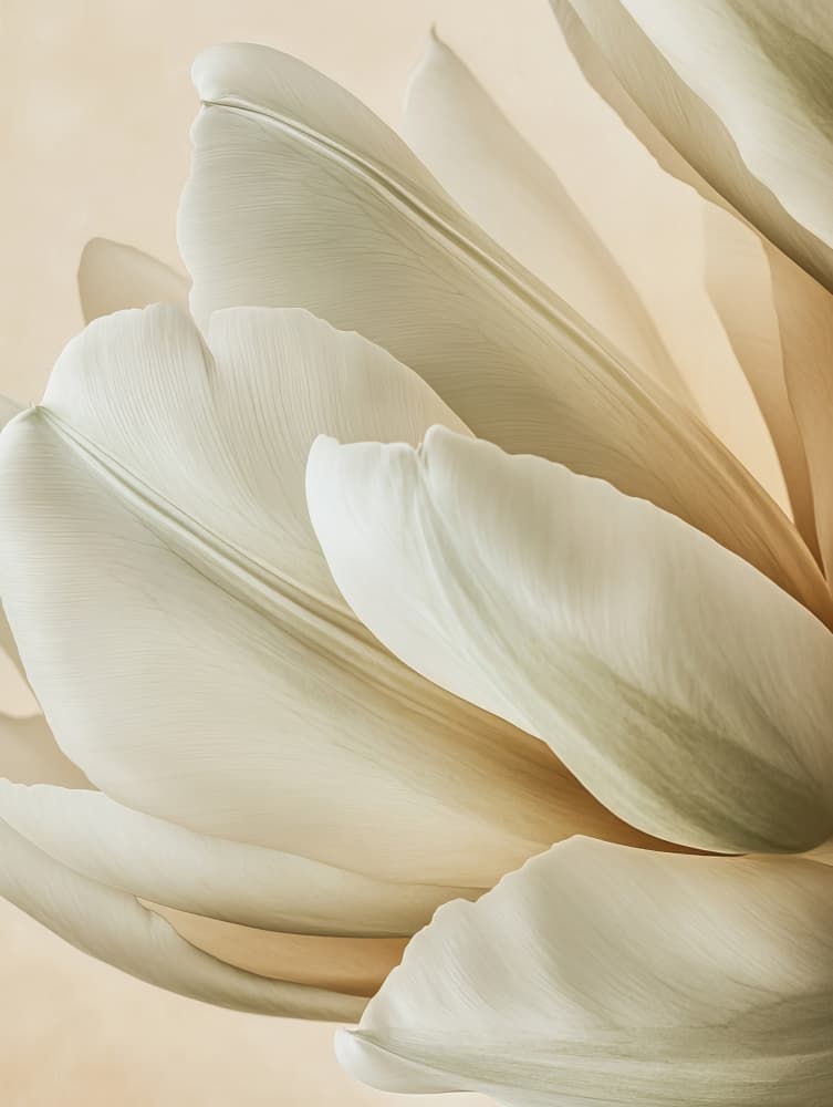 Soft Tulip Petals by Bilge Paksoylu — canvas wall art