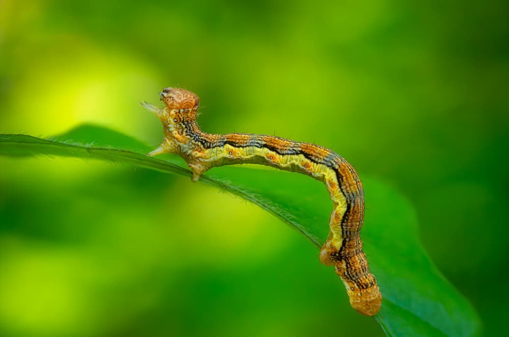 Curious Caterpillar on Leaf by Eduard Andrica — canvas wall art