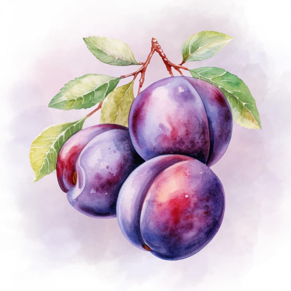 Fresh Watercolor Plums by Saskia Michele — canvas wall art