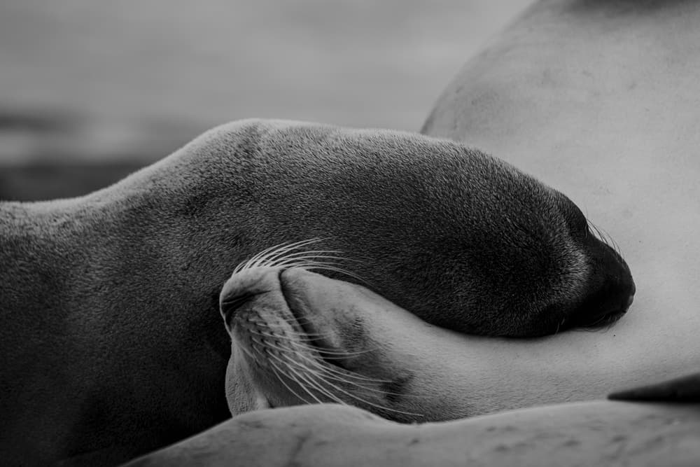 Tender Sea Lion Embrace by Krystina Wisniowska — canvas wall art