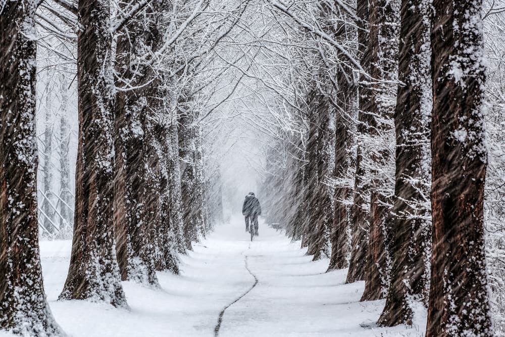 Cyclist on Snowy Avenue by Tiger Seo — canvas wall art