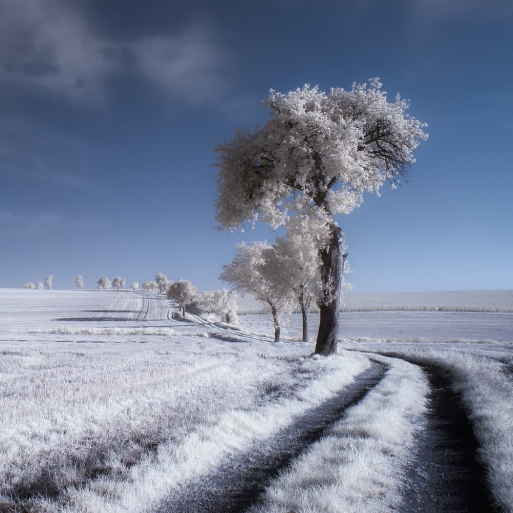 Ethereal Winter Road by Piotr Krol (Bax) — canvas wall art