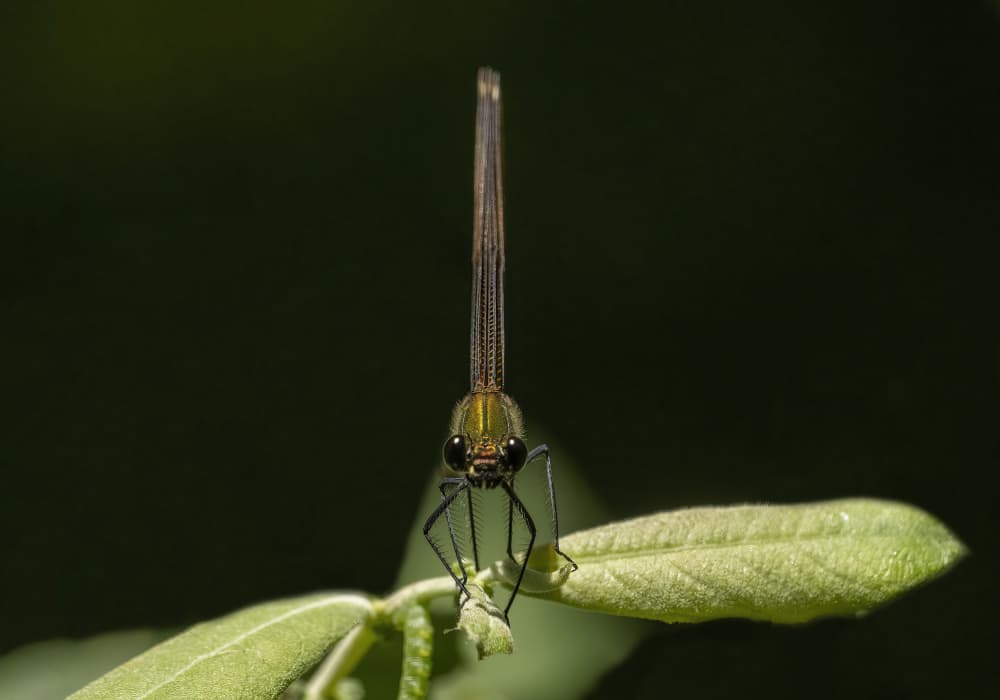Damselfly Up Close by Marketa Zvelebil PhD LRPS CrGP. — canvas wall art