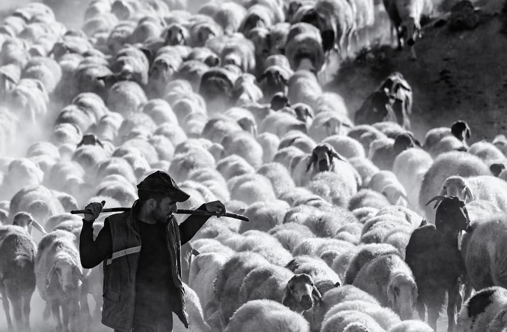 Dusty Shepherd Flock by durmusceylan — canvas wall art