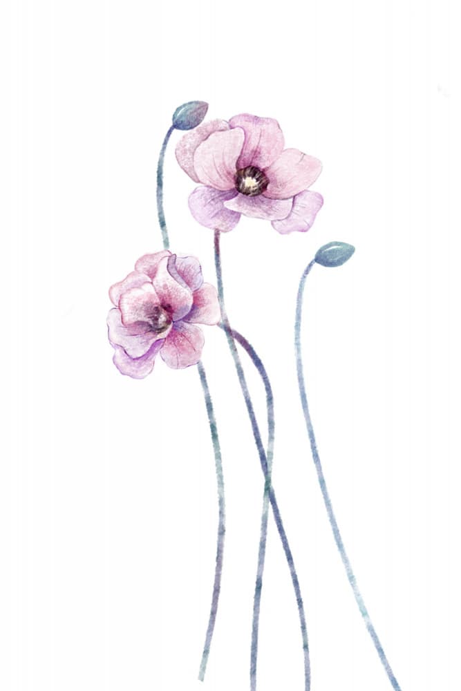 Delicate Pink Poppies by Xuan Thai — canvas wall art