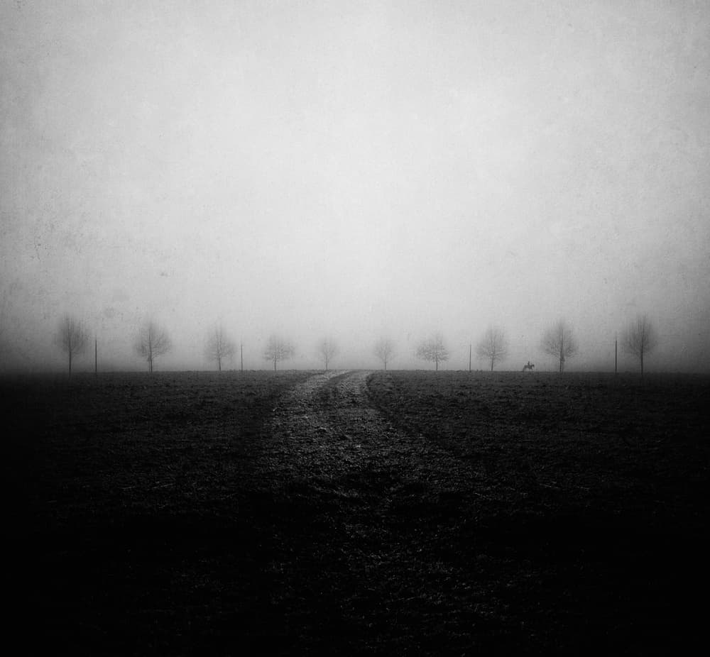 Misty Path Lone Animal by Adam Dauria ☂ — canvas wall art