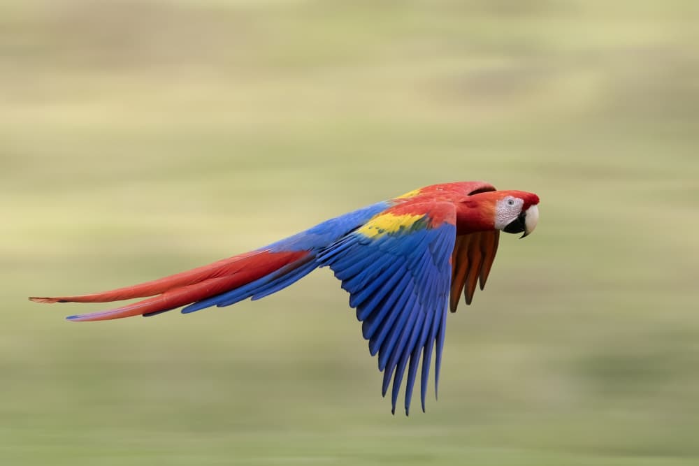 Scarlet Macaw In Flight by Renee Doyle — canvas wall art