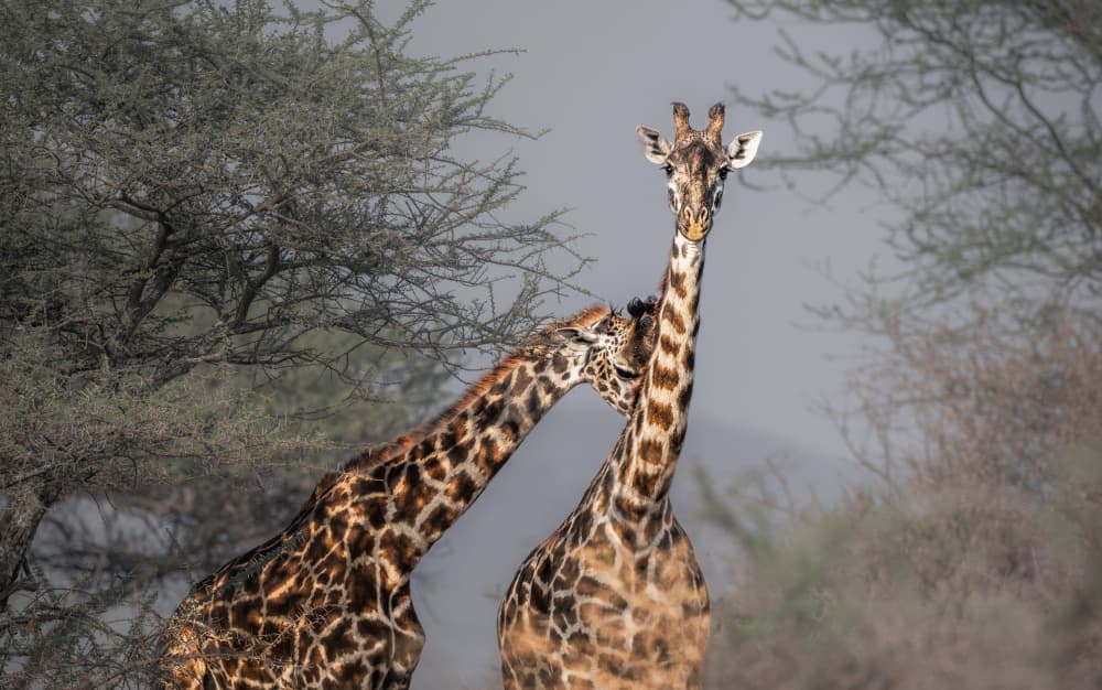 Gentle Giraffes In The Wild by Allen SDCA — canvas wall art