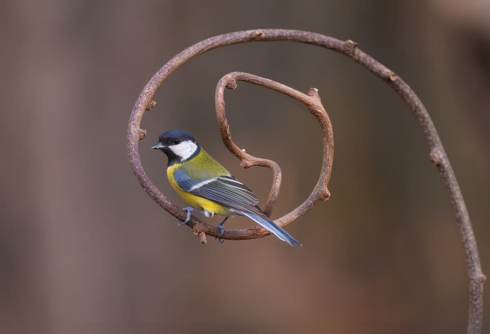 Great Tit On Spiral by Dorian Gray — canvas wall art