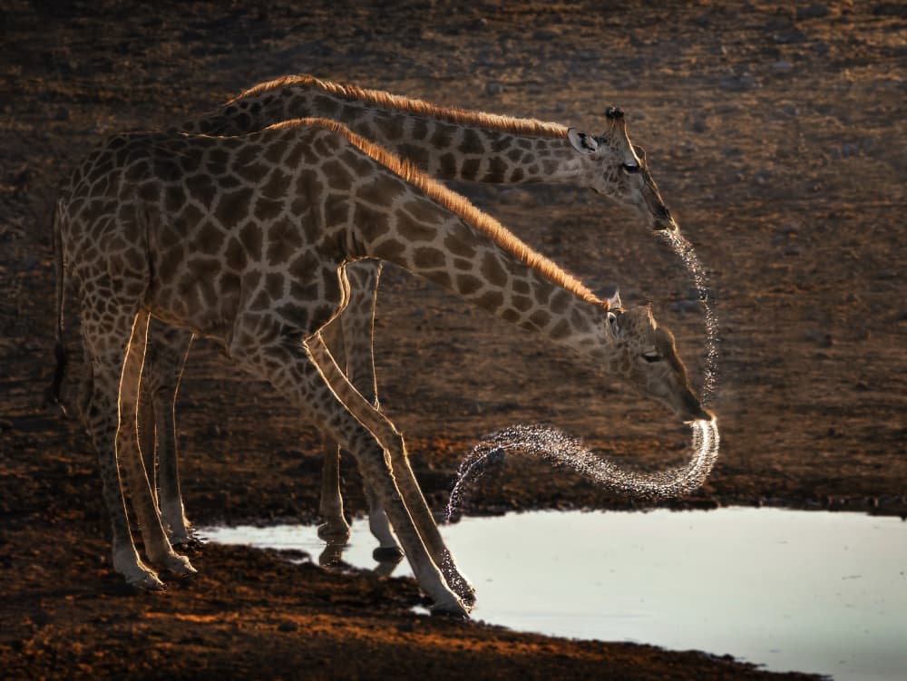 Golden Hour Giraffes Drinking by Yun Gong — canvas wall art