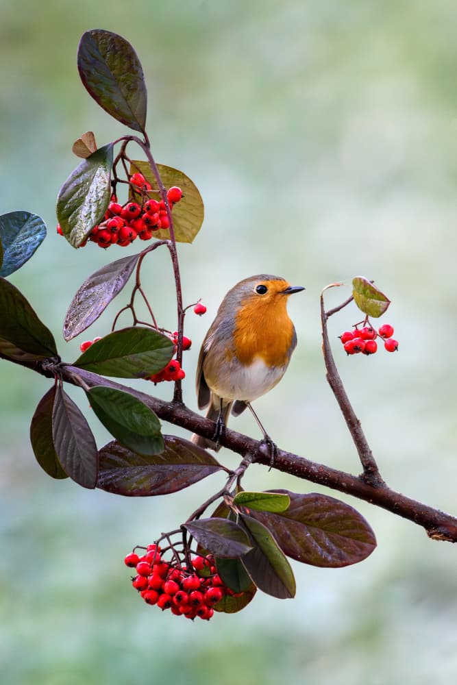 Robin Among Red Berries by Marco Galimberti — canvas wall art